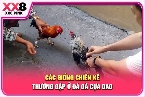 Đặc Điểm Đá Gà Cựa Dao, Luật Chơi Cùng Cửa Cược Phổ Biến Các giống chiến kê thường gặp ở đá gà cựa dao