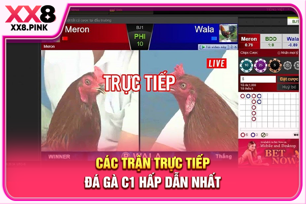 Các trận trực tiếp đá gà C1 hấp dẫn nhất