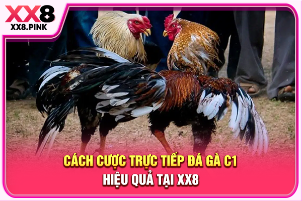 Cách cược trực tiếp đá gà C1 hiệu quả tại XX8