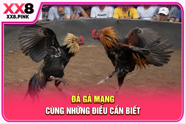Đá gà mạng cùng những điều cần biết
