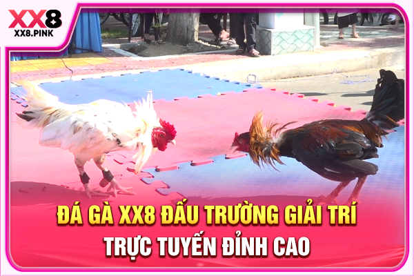 Đá Gà XX8 Đấu Trường Giải Trí Trực Tuyến Đỉnh Cao