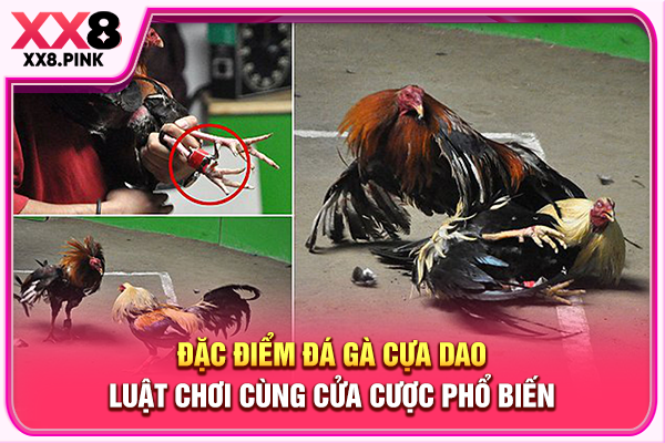 Đặc Điểm Đá Gà Cựa Dao, Luật Chơi Cùng Cửa Cược Phổ Biến