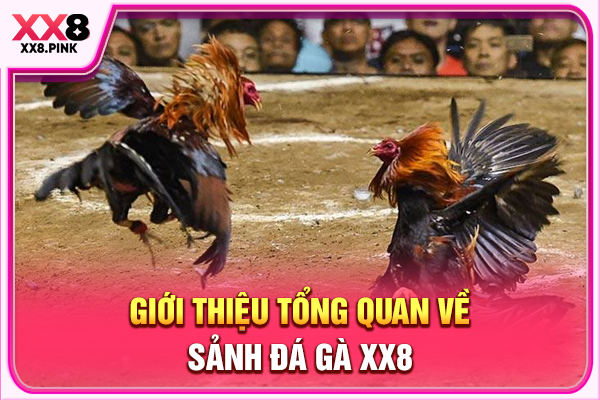 Đá Gà XX8 Đấu Trường Giải Trí Trực Tuyến Đỉnh Cao Giới thiệu tổng quan về sảnh đá gà XX8