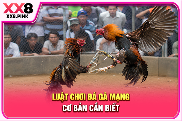 Luật chơi đá gà mạng cơ bản cần biết