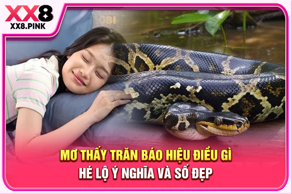Mơ Thấy Trăn Báo Hiệu Điều Gì, Hé Lộ Ý Nghĩa Và Số Đẹp