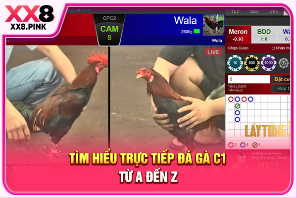 Tìm hiểu trực tiếp đá gà C1 từ A đến Z
